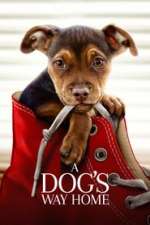 A Dog's Journey