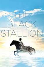 The Black Stallion