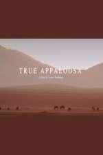 True Appaloosa